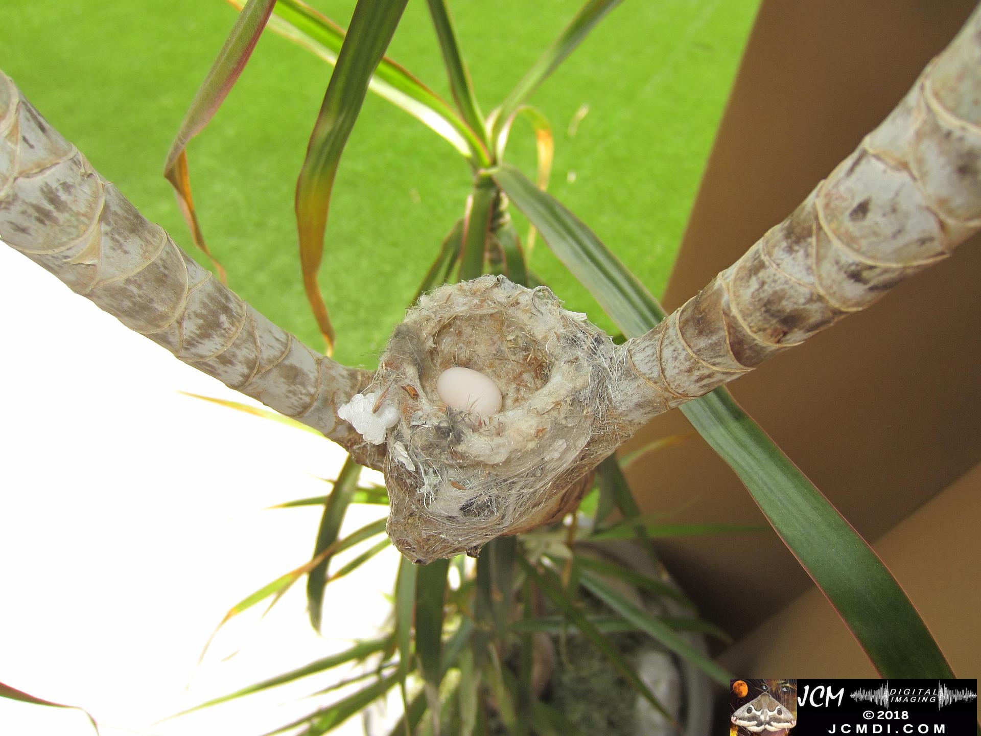 A Black Chinned Hummingbird nest and egg at Plum Cyn model homes in Saugus, CA